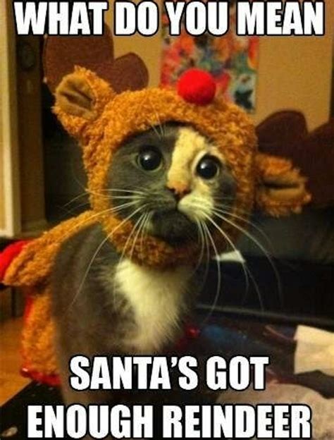 funny animal christmas memes|inappropriate christmas memes.